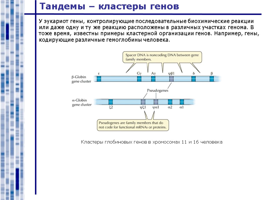 Тандемы – кластеры генов Кластеры глобиновых генов в хромосомах 11 и 16 человека У